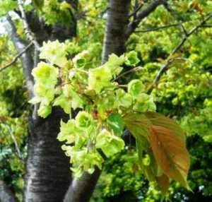 御衣黄桜の画像